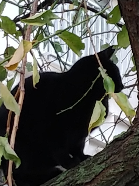 黒猫さんとお昼はパスタ🍝・・・と、満月_c0162773_10550684.jpg