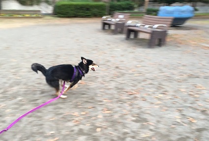 ただ走る犬 アトリエkotori のほほん柴犬日和