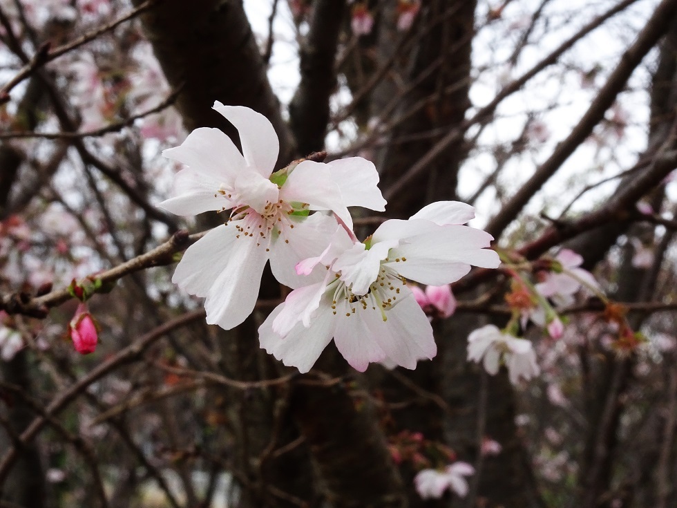 秋の桜と河川敷_e0407376_20082644.jpg