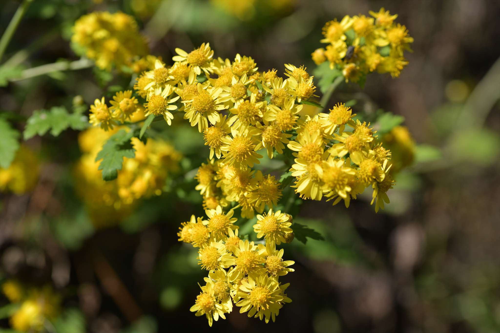 野の花山の花ウォッチング In 奥多摩