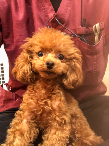 癒しておくれよ可愛いワンちゃん_f0357682_20170966.jpg