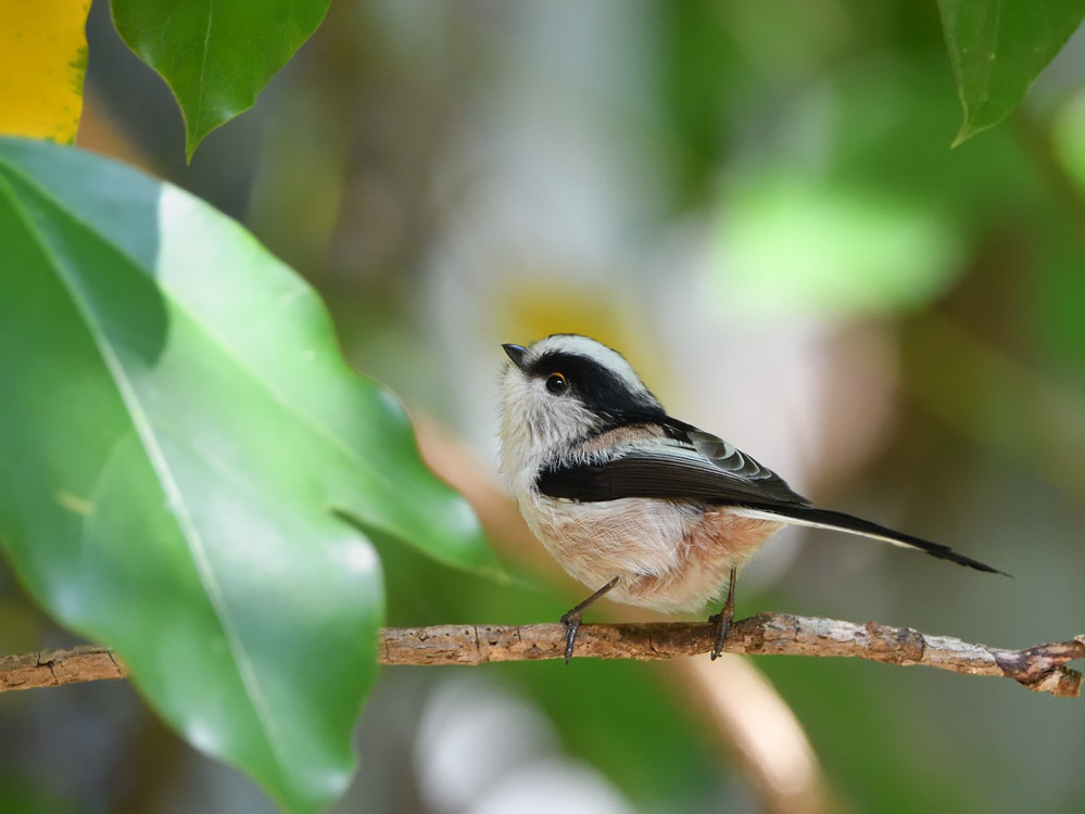 2019 11 13 近見山探鳥はちょこっとだけ冬の気配_a0143491_22395406.jpg