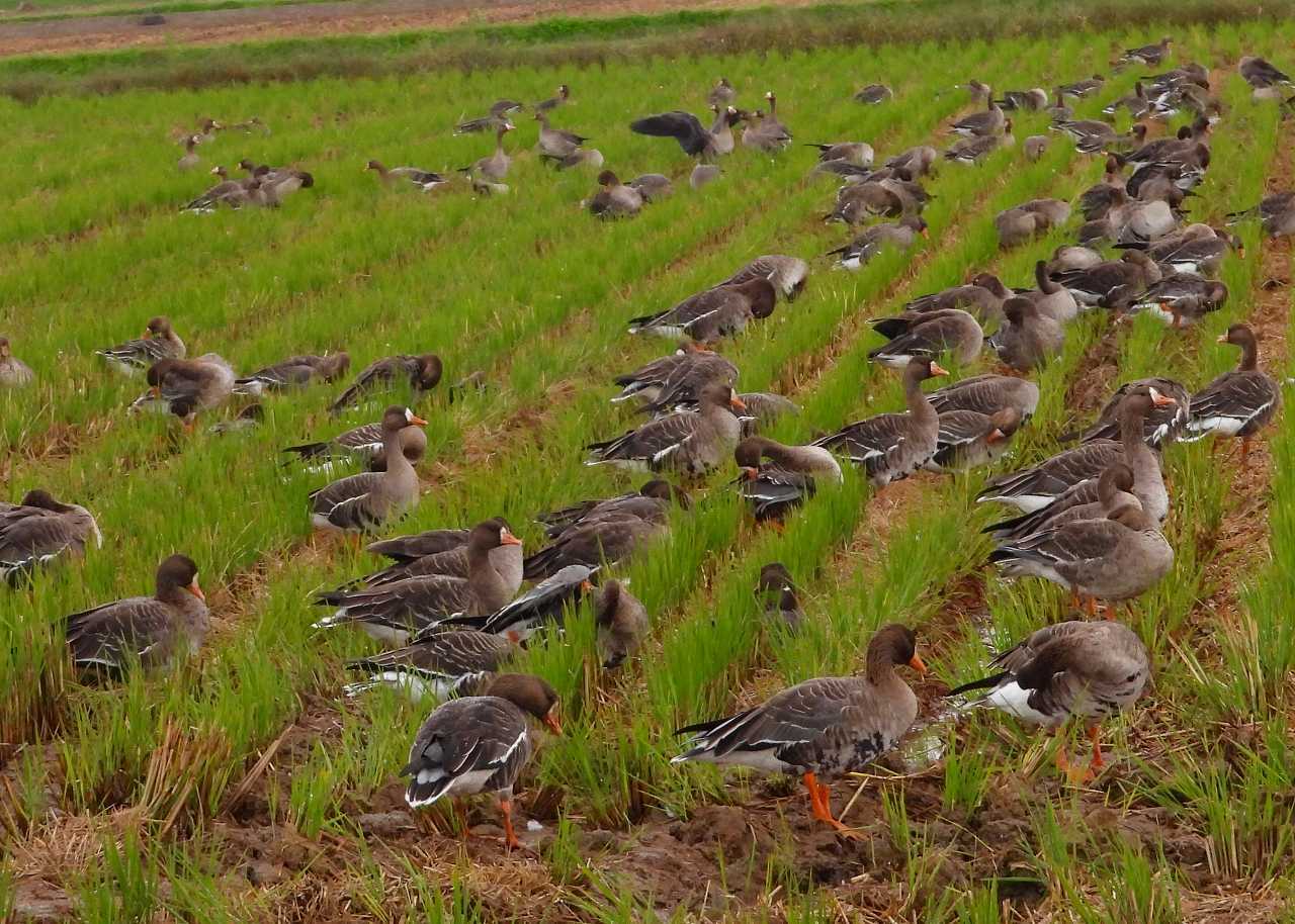 翼を広げると1 4mほどになる大型の水鳥 真雁 島根県 なんでもブログ