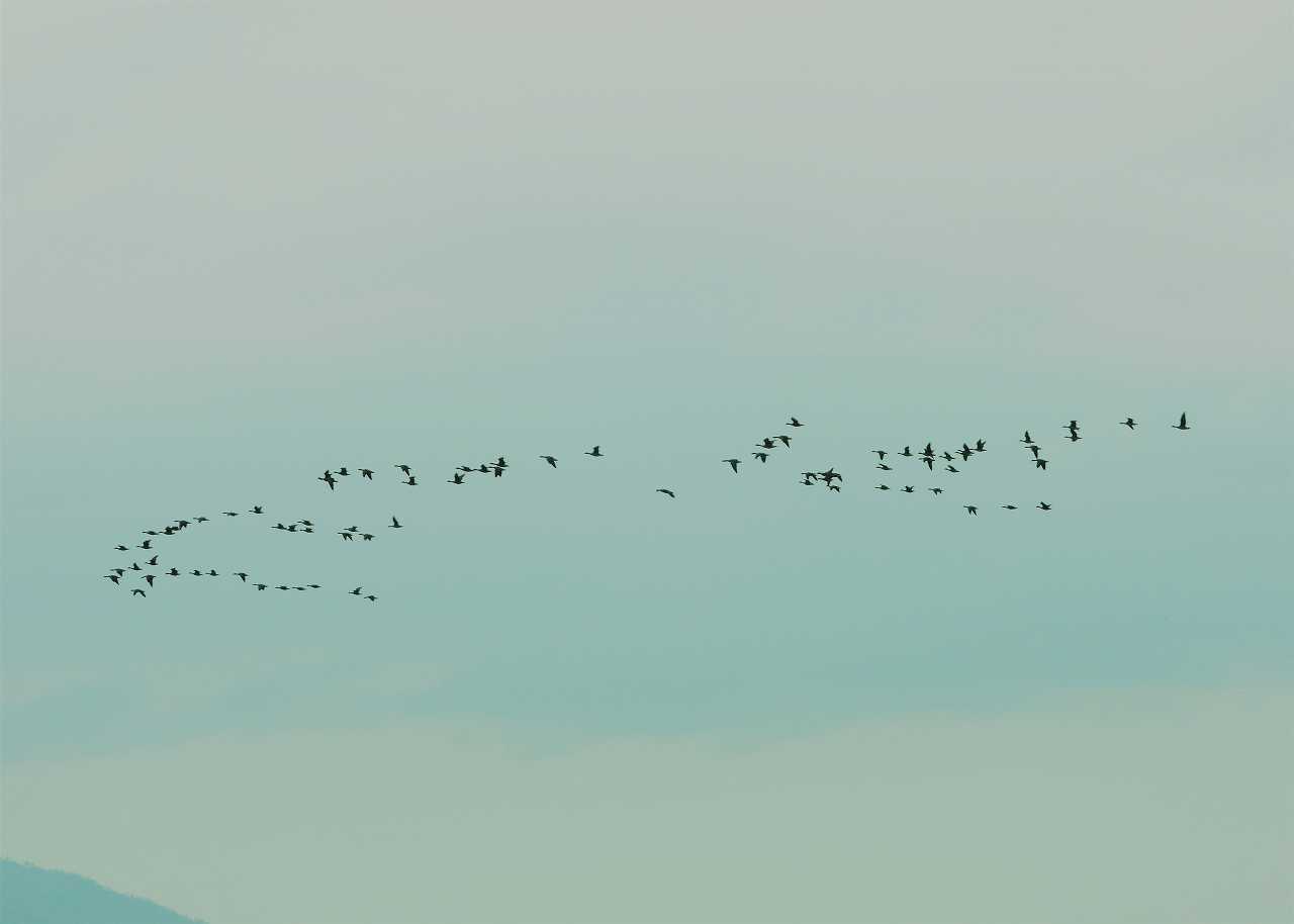 翼を広げると1 4mほどになる大型の水鳥 真雁 島根県 なんでもブログ 翼を広げると1 4mほどになる大型の水鳥 真雁 島根県 なんでもブログ