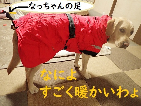 プーちゃんの福袋　その➁_c0182012_11325274.jpg