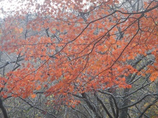御在所岳・本谷から鈴鹿の上高地へ(ヤブコギネット・オフ会)_c0359615_21561303.jpg