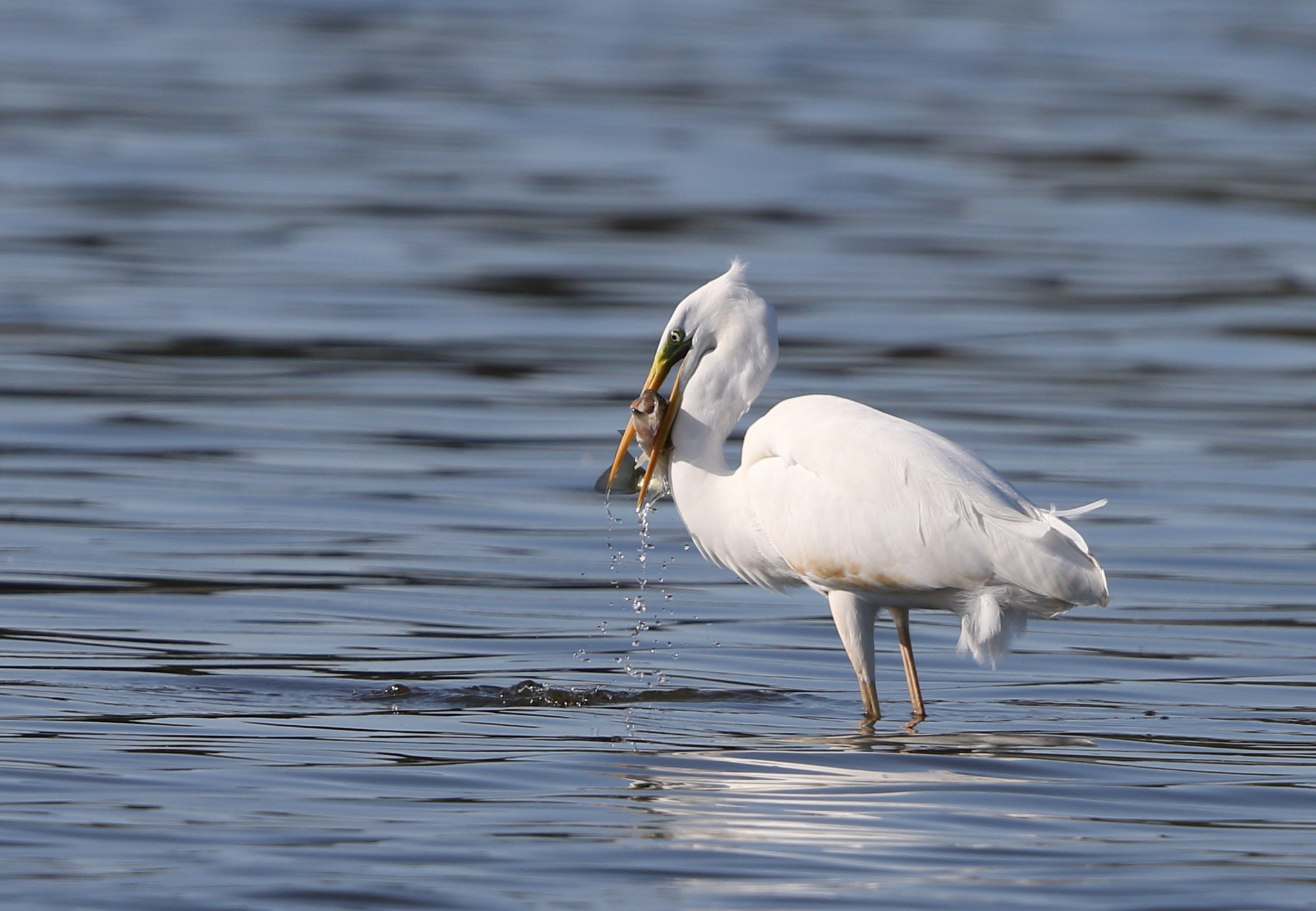 Mfの沼でサギの捕食場面を 私の鳥撮り散歩 Mfの沼でサギの捕食場面を 私の鳥撮り散歩