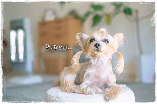 トリミングに行ってきました。_d0179828_00400759.png