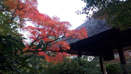 京都紅葉速報2019　光悦寺_d0106134_17533226.jpg