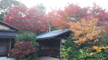 京都紅葉速報2019　光悦寺_d0106134_17533362.jpg