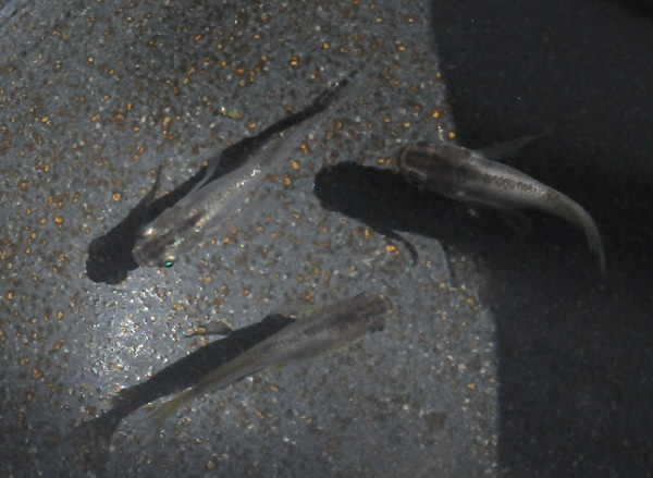 e0097534_16191135.jpg