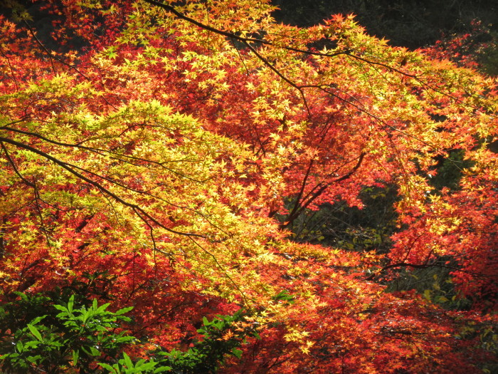 紅葉の長門峡へ Hirokohall2 紅葉の長門峡へ Hirokohall2