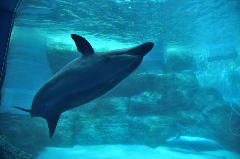 名古屋港水族館_e0164563_14083643.jpg