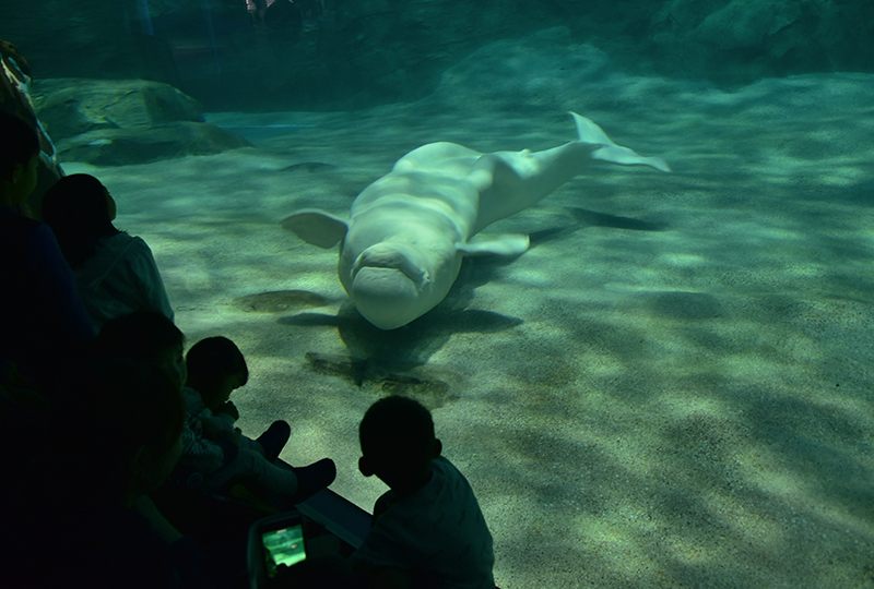 名古屋港水族館_e0164563_14083751.jpg