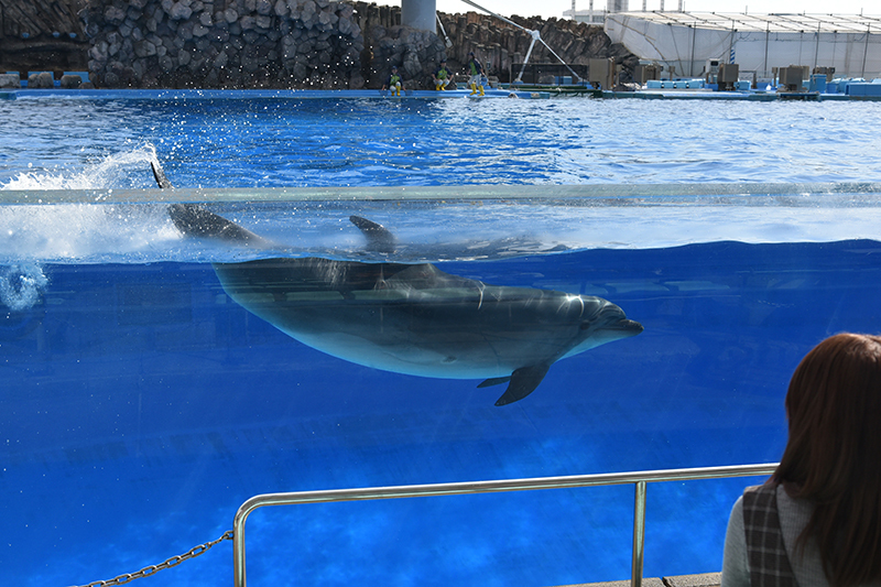 名古屋港水族館_e0164563_14083768.jpg