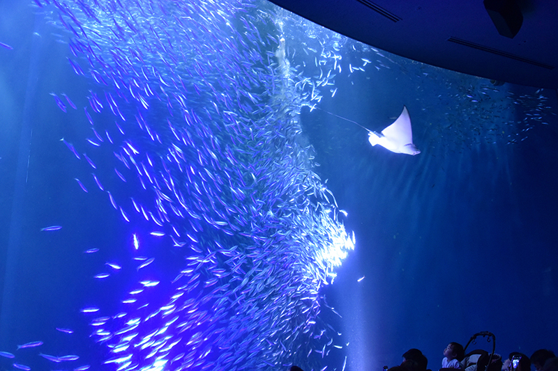 名古屋港水族館_e0164563_14085127.jpg