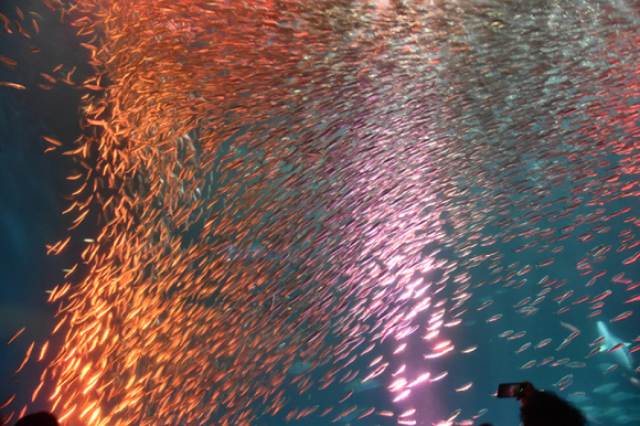 名古屋港水族館_e0164563_14085191.jpg