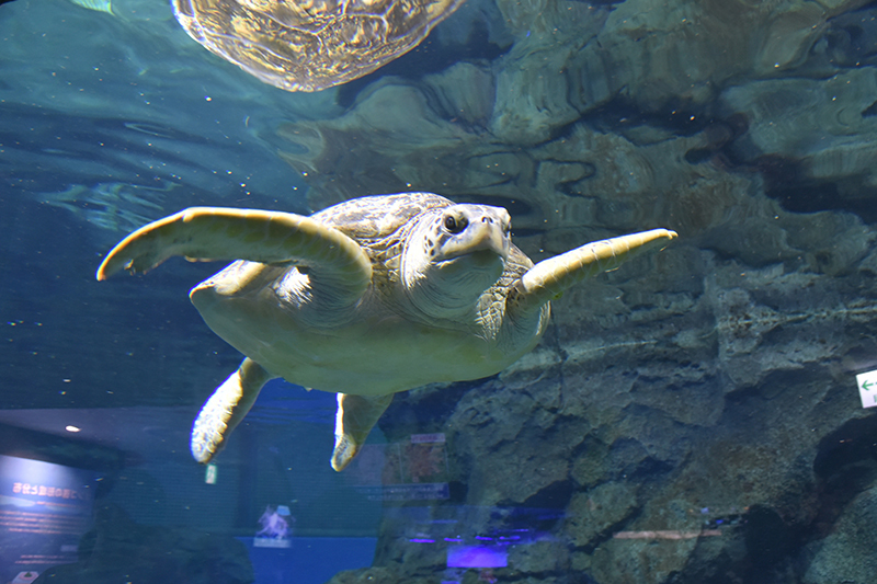 名古屋港水族館_e0164563_14090584.jpg