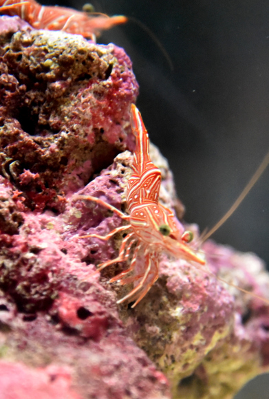 名古屋港水族館_e0164563_14175029.jpg