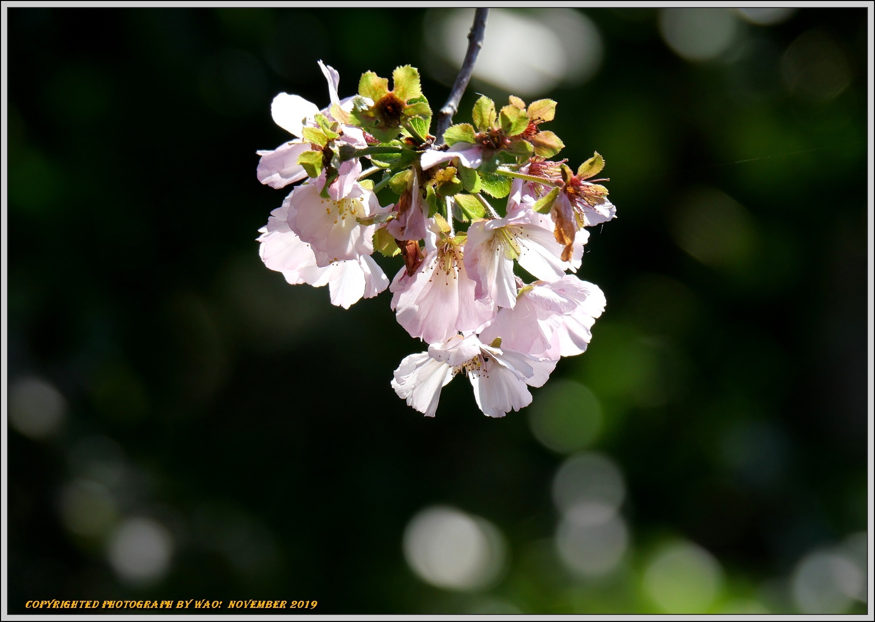 秋の桜とホトトギス_c0198669_10450557.jpg