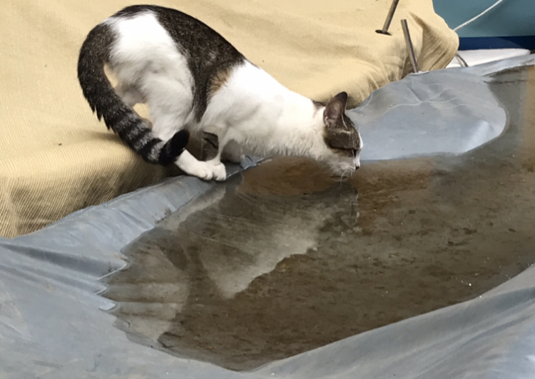2019年チンクエテッレ(動物編)_a0136671_00180708.jpeg