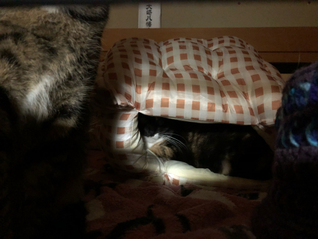 新たな利用者_e0355177_16333961.jpg