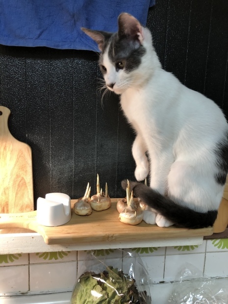 b0377882_22523173.jpeg