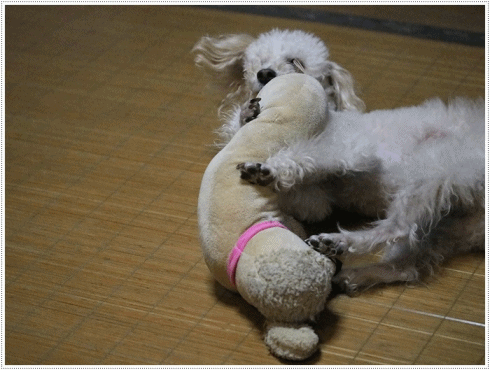 b0175688_20201463.gif