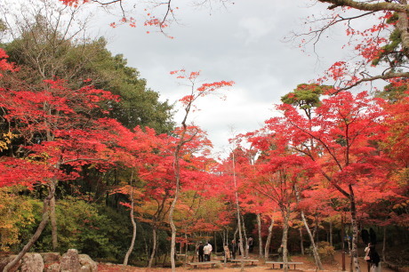 瑞宝寺公園の近況その５　紅葉が美しい_d0212993_14535618.jpg