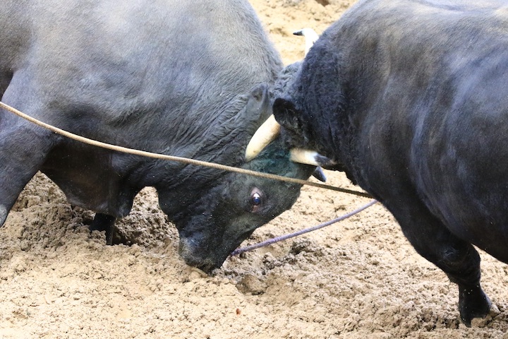 11/3 山古志闘牛 山闘-ドッコイ丸_b0016600_9394519.jpg