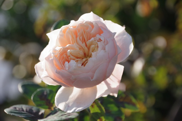 晩秋の小さなローズガーデンに咲く薔薇 季節の風を追いかけて 晩秋の小さなローズガーデンに咲く薔薇 季節の風を追いかけて