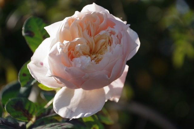 晩秋の小さなローズガーデンに咲く薔薇 季節の風を追いかけて 晩秋の小さなローズガーデンに咲く薔薇 季節の風を追いかけて