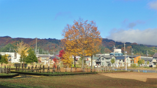 配送日の秋風景から_c0336902_19275296.jpg