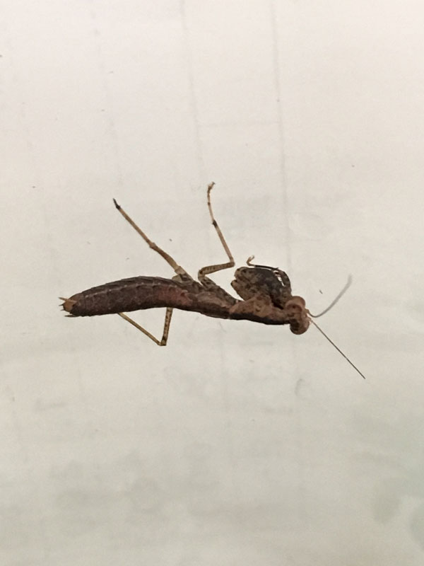 昆虫ブログ むし探検広場