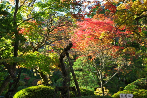 日光山輪王寺の日本庭園「逍遥園」1_a0263109_15214135.jpg
