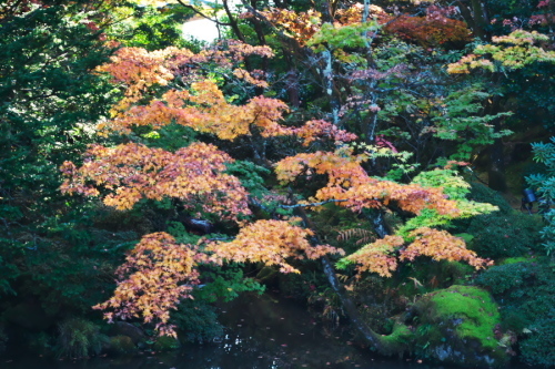 日光山輪王寺の日本庭園「逍遥園」1_a0263109_15214223.jpg