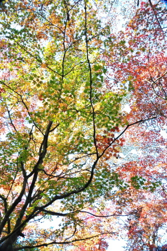 日光山輪王寺の日本庭園「逍遥園」1_a0263109_15220739.jpg