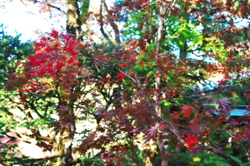 日光山輪王寺の日本庭園「逍遥園」1_a0263109_15220836.jpg