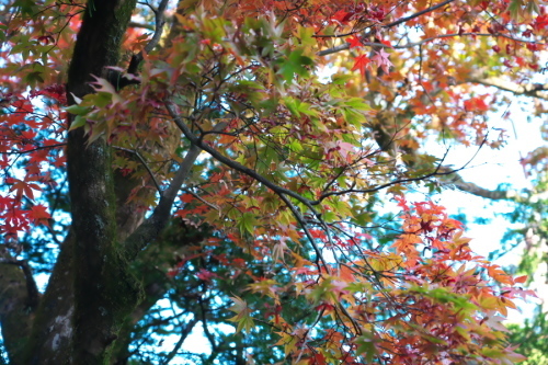 日光山輪王寺の日本庭園「逍遥園」1_a0263109_15224961.jpg