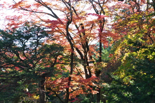 日光山輪王寺の日本庭園「逍遥園」1_a0263109_15224985.jpg