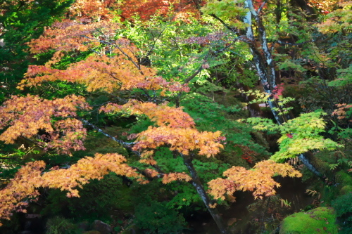 日光山輪王寺の日本庭園「逍遥園」2_a0263109_15243321.jpg