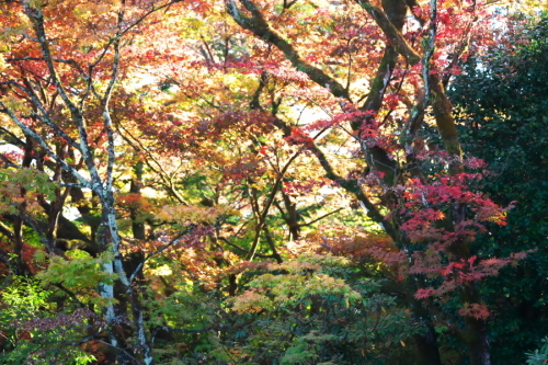 日光山輪王寺の日本庭園「逍遥園」2_a0263109_15243382.jpg