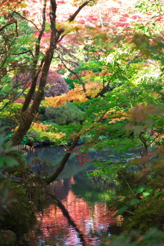 日光山輪王寺の日本庭園「逍遥園」2_a0263109_15245720.jpg