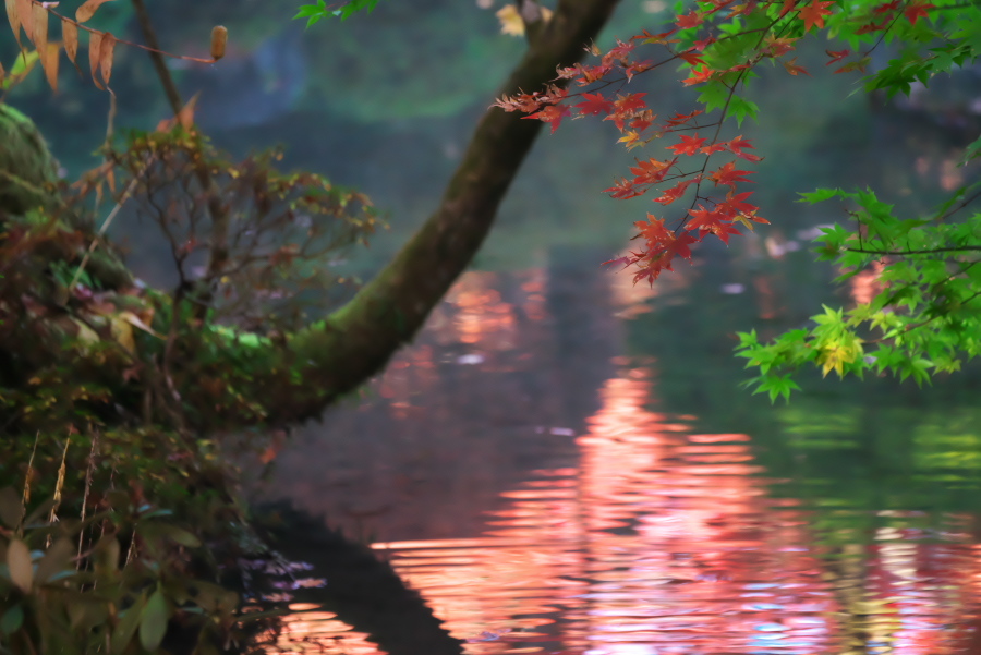日光山輪王寺の日本庭園「逍遥園」2_a0263109_15245837.jpg