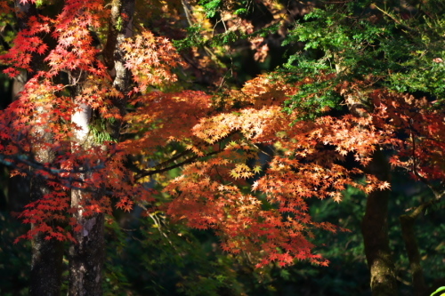 日光山輪王寺の日本庭園「逍遥園」2_a0263109_15245928.jpg