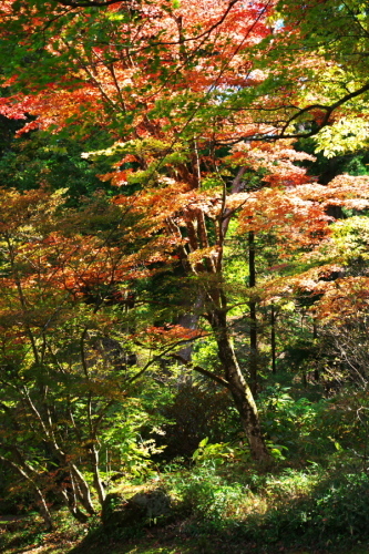 日光 田母沢御用邸記念公園の庭園1_a0263109_15390974.jpg