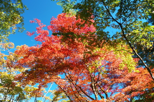 日光 田母沢御用邸記念公園の庭園1_a0263109_15391028.jpg