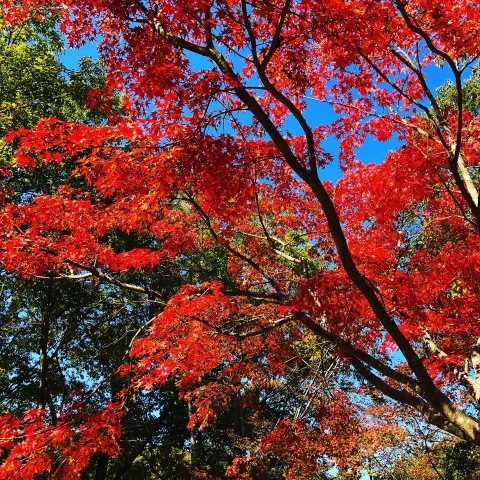 北山公園の紅葉@笠間市_b0116313_23211432.jpeg