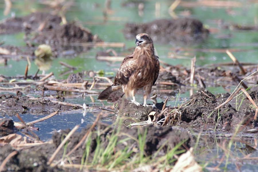 嘴は控えめ！？ホウロクシギ幼鳥_e0405724_21122758.jpg