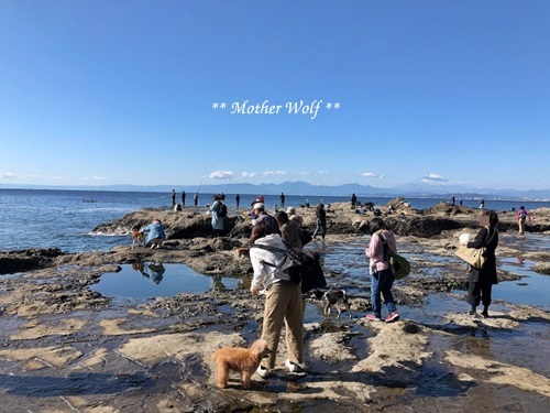 マザーウルフ遠足、江の島へ行って来ました~♪_e0191026_19573167.jpg